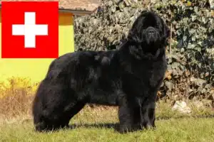 Lees meer over het artikel Newfoundland fokkers en pups in Zwitserland