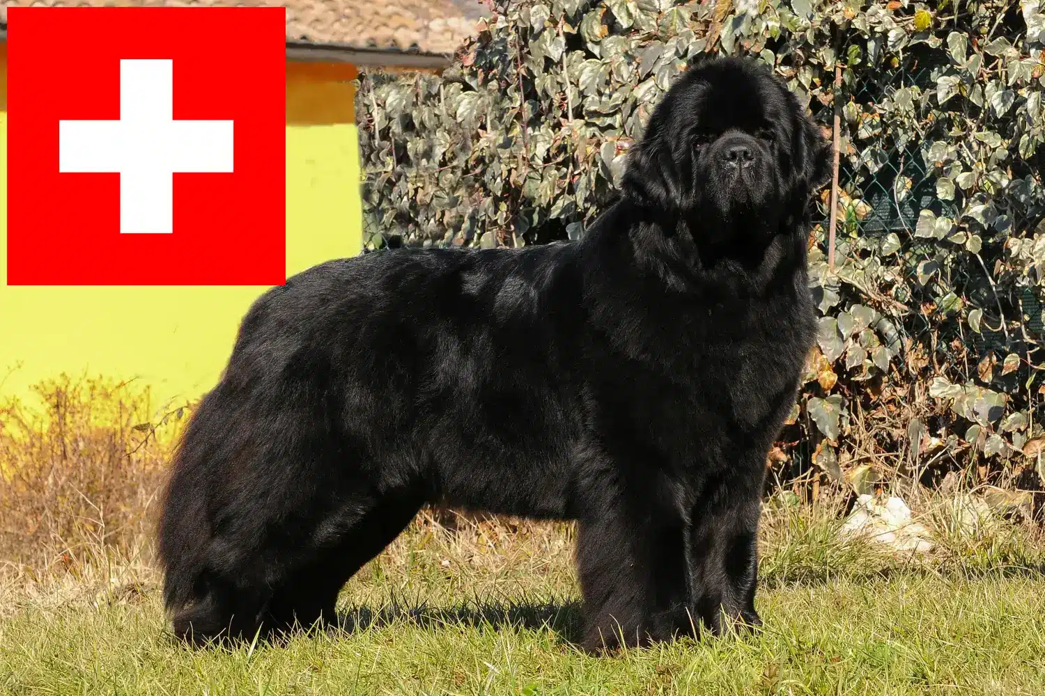 Lees meer over het artikel Newfoundland fokkers en pups in Zwitserland