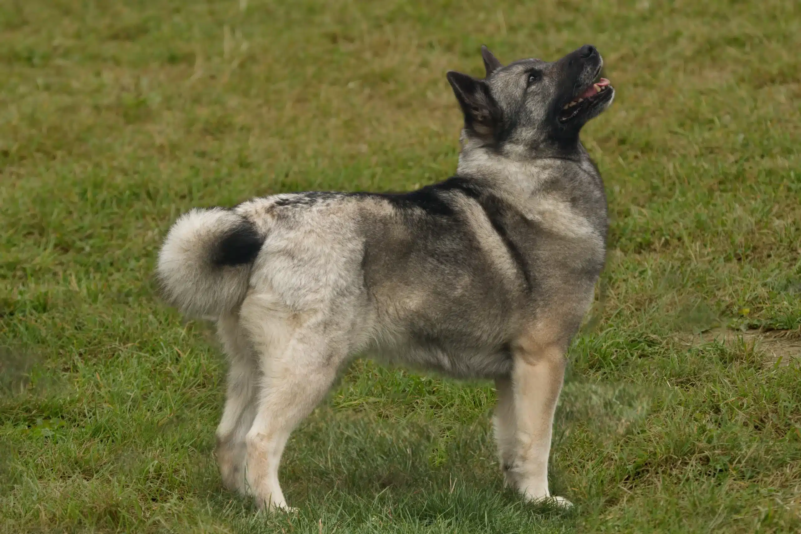 Lees meer over het artikel Noorse Buhund fokker