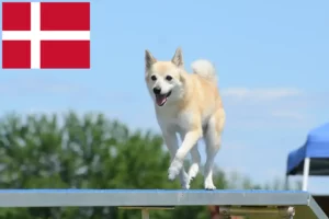 Lees meer over het artikel Noorse Buhund fokker en pups in Denemarken