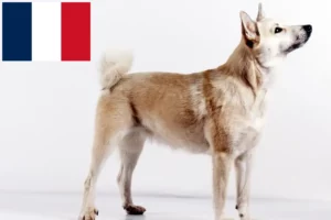 Lees meer over het artikel Noorse Buhund fokker en puppies in Frankrijk