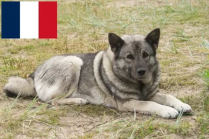 Lees meer over het artikel Noorse Elandhond fokkers en pups in Frankrijk