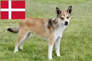 Lees meer over het artikel Noorse Lundehund fokkers en pups in Denemarken