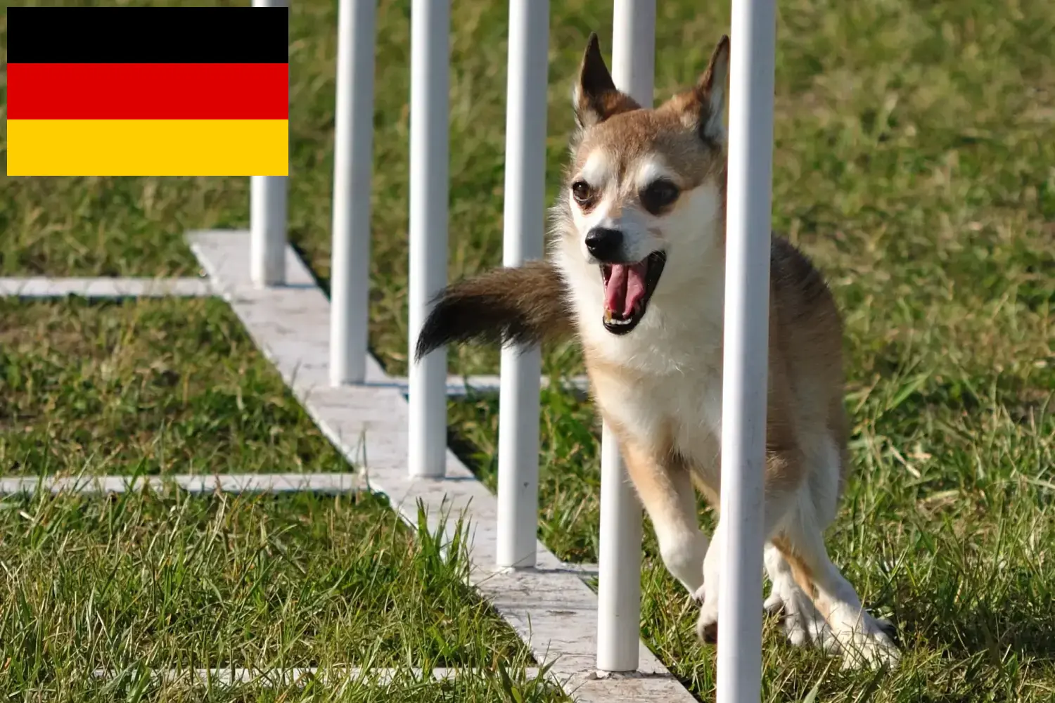 Lees meer over het artikel Noorse Lundehund fokkers en puppies in Duitsland