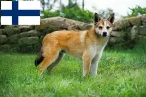 Lees meer over het artikel Noorse Lundehund fokkers en puppies in Finland