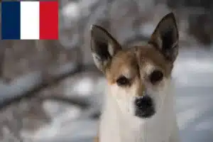 Lees meer over het artikel Noorse Lundehund fokkers en puppies in Frankrijk