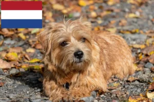 Lees meer over het artikel Norfolk Terrier fokkers en pups in Nederland
