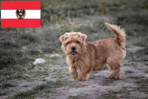 Lees meer over het artikel Norfolk Terrier fokkers en pups in Oostenrijk