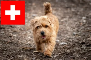 Lees meer over het artikel Norfolk Terrier fokkers en pups in Zwitserland