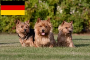 Lees meer over het artikel Norwich Terrier fokkers en puppies in Duitsland
