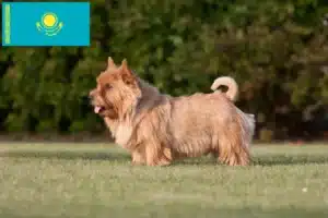 Lees meer over het artikel Norwich Terrier fokkers en puppies in Kazachstan