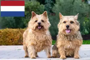 Lees meer over het artikel Norwich Terrier fokkers en puppies in Nederland