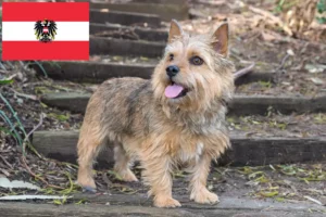 Lees meer over het artikel Norwich Terrier fokkers en pups in Oostenrijk