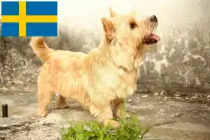 Lees meer over het artikel Norwich Terrier fokkers en pups in Zweden