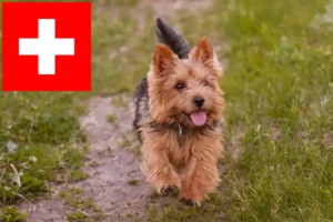 Lees meer over het artikel Norwich Terrier fokkers en pups in Zwitserland