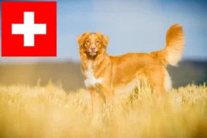 Lees meer over het artikel Nova Scotia Duck Tolling Retriever fokkers en puppies in Zwitserland