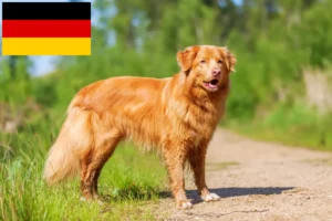 Lees meer over het artikel Nova Scotia Duck Tolling Retriever fokkers en puppies in Duitsland