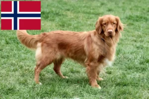 Lees meer over het artikel Nova Scotia Duck Tolling Retriever fokkers en puppies in Noorwegen