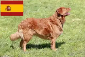 Lees meer over het artikel Nova Scotia Duck Tolling Retriever fokkers en puppies in Spanje