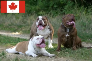 Lees meer over het artikel Olde Engelse Bulldog fokkers en pups in Canada