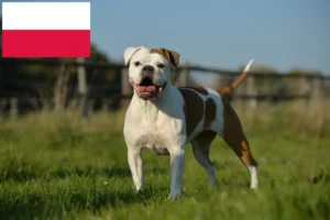 Lees meer over het artikel Olde Engelse Bulldog fokkers en pups in Polen