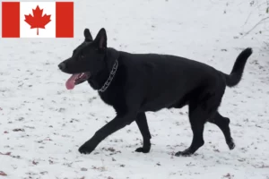 Lees meer over het artikel Oost-Europese Herdershond Fokker en Puppies in Canada