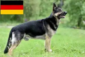 Lees meer over het artikel Oost-Europese Herdershond Fokker en Puppies in Duitsland