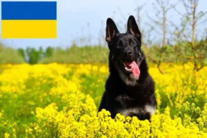 Lees meer over het artikel Oost-Europese Herdershondenfokker en Puppies in Oekraïne
