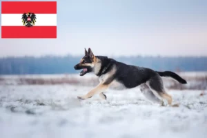 Lees meer over het artikel Oost-Europese Herdershond Fokker en Puppies in Oostenrijk