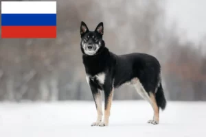 Lees meer over het artikel Oost-Europese Herdershond Fokker en Puppies in Rusland