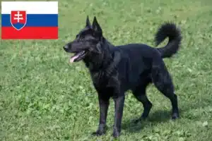 Lees meer over het artikel Oost-Europese Herdershondenfokker en Puppies in Slowakije