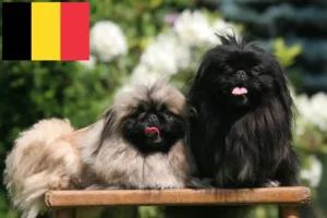Lees meer over het artikel Pekingees fokkers en pups in België
