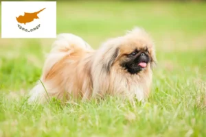 Lees meer over het artikel Pekingees fokkers en pups in Cyprus