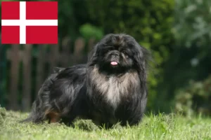 Lees meer over het artikel Pekingees fokkers en pups in Denemarken