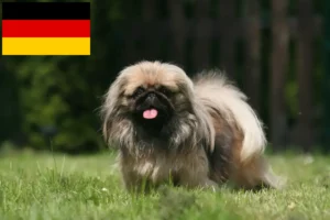 Lees meer over het artikel Pekingees fokkers en pups in Duitsland