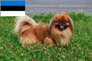Lees meer over het artikel Pekingees fokkers en pups in Estland