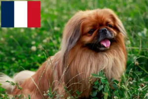 Lees meer over het artikel Pekingees fokkers en pups in Frankrijk