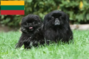 Lees meer over het artikel Pekingees fokkers en pups in Litouwen