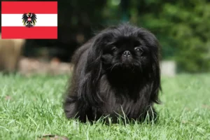 Lees meer over het artikel Pekingees fokkers en pups in Oostenrijk