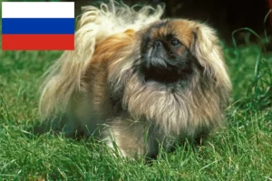Lees meer over het artikel Pekingees fokkers en pups in Rusland