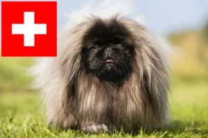 Lees meer over het artikel Pekingees fokkers en pups in Zwitserland