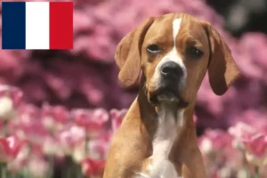 Lees meer over het artikel Perdigueiro Português fokkers en puppies in Frankrijk
