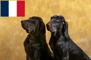 Lees meer over het artikel Perdiguero de Burgos fokkers en pups in Frankrijk