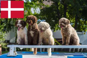 Lees meer over het artikel Perro de Agua Español fokkers en pups in Denemarken
