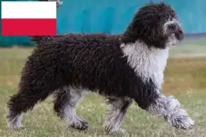 Lees meer over het artikel Perro de Agua Español fokkers en pups in Polen