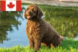 Lees meer over het artikel Perro de Agua Español fokkers en pups in Canada
