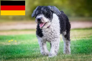 Lees meer over het artikel Perro de Agua Español fokkers en pups in Duitsland