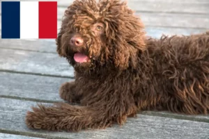 Lees meer over het artikel Perro de Agua Español fokkers en pups in Frankrijk