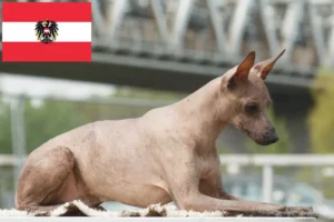 Lees meer over het artikel Peruaanse Haarloze Hondenfokker en Puppies in Oostenrijk