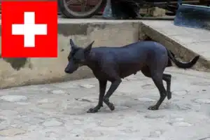 Lees meer over het artikel Peruaanse Haarloze Hondenfokker en Puppies in Zwitserland
